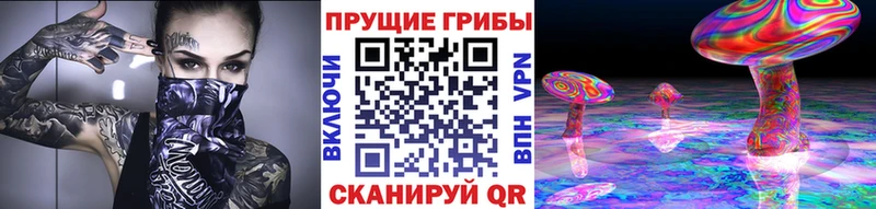 Галлюциногенные грибы Psilocybe  Тайга 